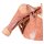 3D Thoracic wall model, right - axilla and the root of the neck