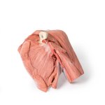 3D Schulter Modell, links - oberfl&auml;chliche Muskeln mit Arteria axillaris/brachialis