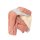 3D Shoulder model, left - superficial muscles and axillary/brachial artery