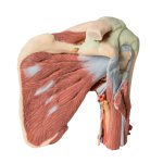 3D Shoulder model, left - deep dissection of the joint, musculature, nerves and vessels