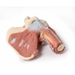 3D Shoulder model, left - deep dissection of the joint, musculature, nerves and vessels