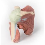 3D Schulter Modell, links - tiefe Präparation des Schultergelenks, Muskulatur, Nerven
