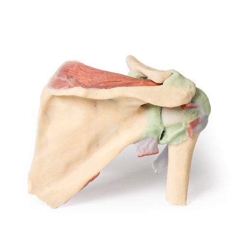 3D Shoulder model, right - deep dissection of the shoulder girdle