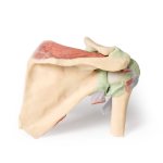 3D Shoulder model, right - deep dissection of the shoulder girdle