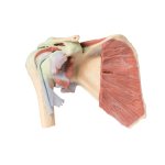 3D Shoulder model, right - deep dissection of the shoulder girdle
