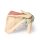 3D Shoulder model, right - deep dissection of the shoulder girdle