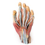 3D Hand Modell