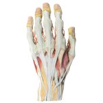 3D Hand Modell