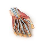 3D Hand model