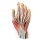 3D Hand model