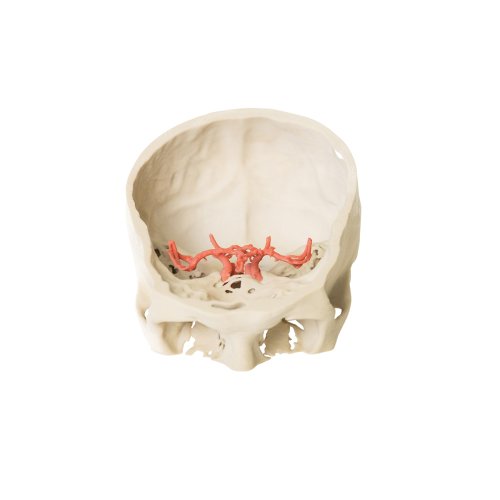3D Circulus arteriosus Willisii Modell