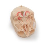 3D Circulus arteriosus Willisii Modell