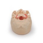 3D Circulus arteriosus Willisii Modell