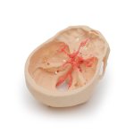3D Circulus arteriosus Willisii Modell