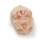 3D Circulus arteriosus Willisii Modell