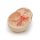 3D Circulus arteriosus Willisii Modell