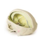 3D Dural skull model