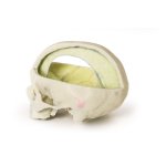 3D Dural skull model