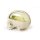 3D Dural skull model