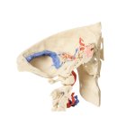3D Schläfenbein Modell, 3er-Set