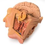 3D Kopf und Hals Modell