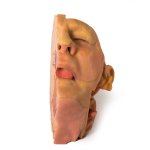 3D Head and neck model