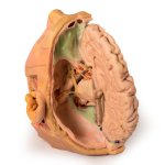 3D Head and neck model