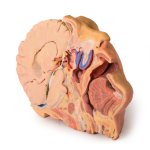 3D Head and neck model