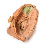 3D Head and neck model