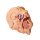 3D Head and neck model