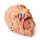 3D Head and neck model