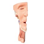 3D Tiefe Gesichtsknochen/Fossa infratemporalis Modell