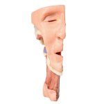 3D Deep face/infratemporal fossa model