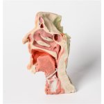 3D Deep face/infratemporal fossa model