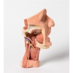 3D Tiefe Gesichtsknochen/Fossa infratemporalis Modell