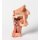 3D Tiefe Gesichtsknochen/Fossa infratemporalis Modell