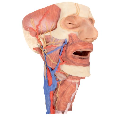 3D Kopf und Organsäule des Halses Modell