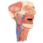 3D Kopf und Organs&auml;ule des Halses Modell