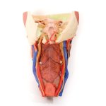 3D Head and visceral column of the neck model