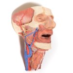 3D Kopf und Organsäule des Halses Modell