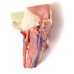 3D Head and visceral column of the neck model