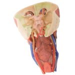 3D Head and visceral column of the neck model