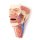 3D Kopf und Organsäule des Halses Modell