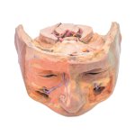 3D Obere Orbita Modell