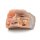 3D Obere Orbita Modell