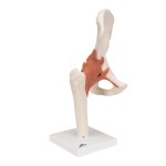 Hip Joint Functional Model - 3B Smart Anatomy