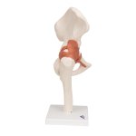 Hip Joint Functional Model - 3B Smart Anatomy