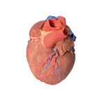 3D Herz Modell