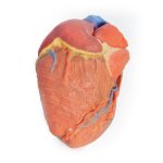 3D Heart model