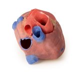 3D Heart model